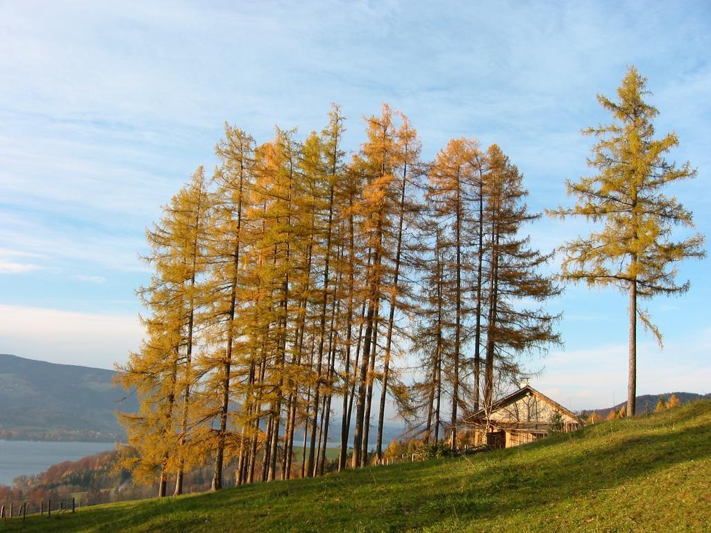 Attersee-Chalet Angermann Familie Spalt Steinbach am Attersee Exteriér fotografie